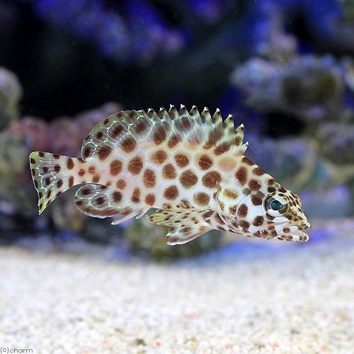 Amazon.co.jp: （海水魚）スパインチークアネモネフィッシュ Sサイズ 