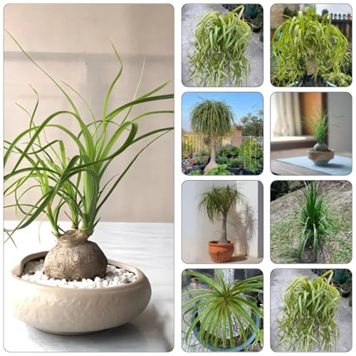 semillas pata de elefante decorativas de interior exóticas verdes oficina bonsái interior balcón resistentes al invierno balcón con camas elevadas jardín 150pcs