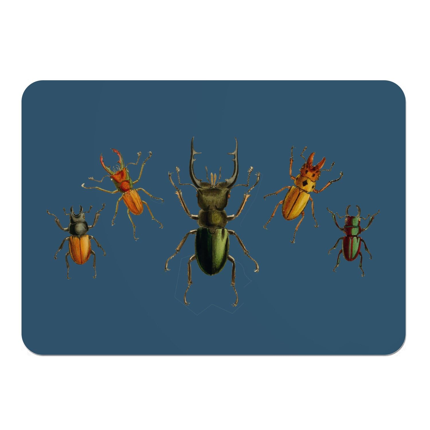 Lot 4 sets de table souples grand format dessous liège napperons insectes bleu biologie