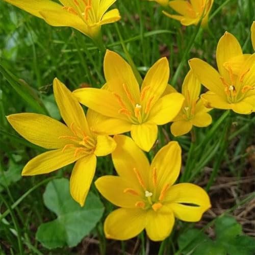 Image of Rain Lily (Zephyranthes) Bulbs by Korrel Seeds - Vibrant Flower Bulbs for Garden & Outdoor Planting - Ideal for Rainy Season Bloom (100, Yellow)