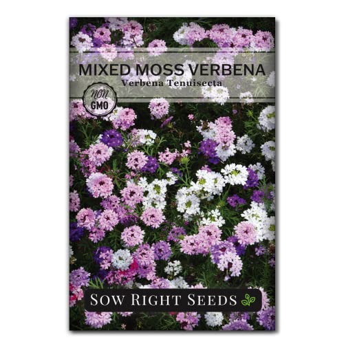 Sow Right Seeds - Mixed Moss Verbena (Verbena tenuisecta) Flower Seeds for Planting - Excellent Ground Cover - Non-GMO Heirloom Seeds - Creeping Perennial - Multicolor Blooms - Attract Pollinators