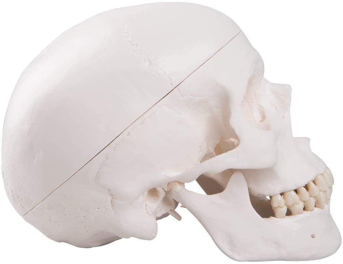 ERNZI Modello del Cranio della Testa Umana per Lo Studio Dell'anatomia Materiale Didattico Modello Anatomico della Testa