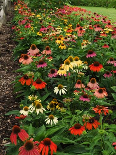 Perennial Farm Marketplace Echinacea purpurea Cheyenne Spirit (Coneflower) Live Perennial Size-Quart Mixed Color Summer Flowers USDA Zones 4-8
