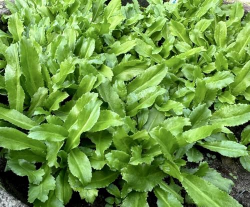 3500+ Culantro Seeds Ng GAI Sawtooth Herb Mexican Coriander Long Coriander Recao Fitweed Seeds Premium Non-GMO Heirloom Made in USA Vegetable for Yard & Garden Planting
