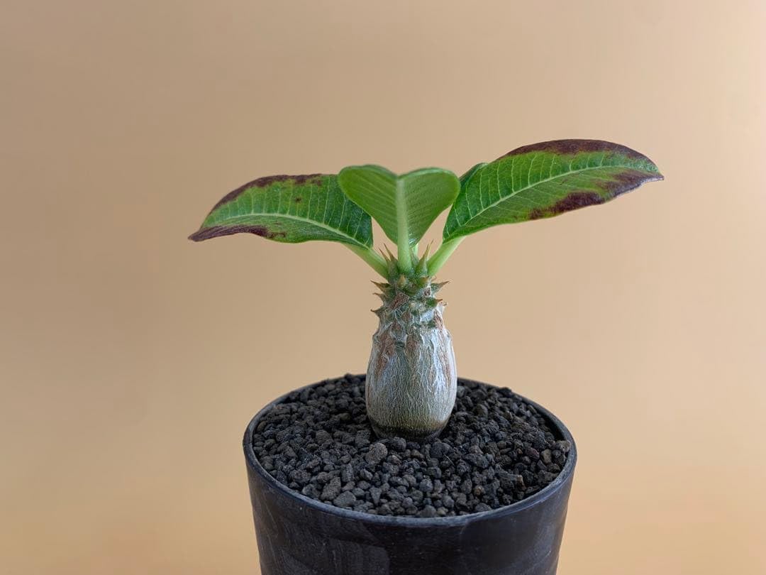 Amazon｜パキポディウム ウィンゾリー 実生株｜観葉植物 オンライン通販