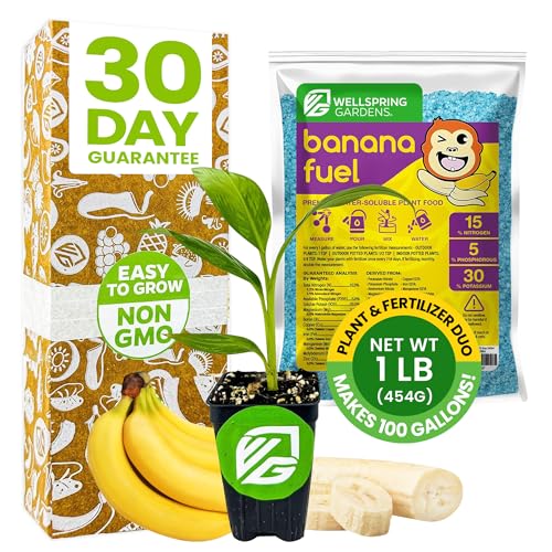 Dwarf Cavendish Banana Plant Tree & Banana Fuel Fertilizer (1lb) Bundle by Wellspring Gardens -Banana Live Plant Tree for Indoor/Outdoor Gardeners -Water Soluble Formulated Plant Food for Healthy Grow