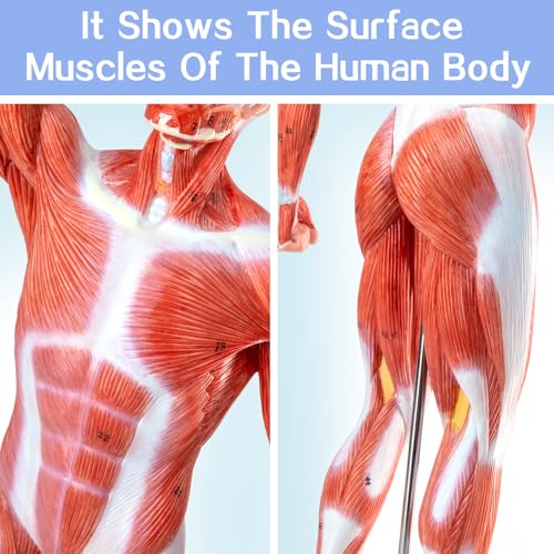 Image of HADWYN 20 inch Human Muscle Model Miniature Muscular System Model, Human Muscular Figure Human Body Anatomy Model for Medical Physiology Teaching