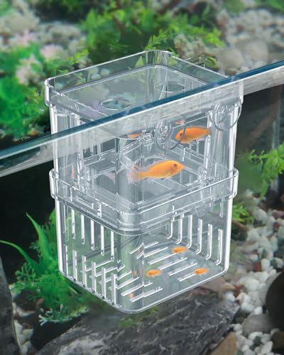Pawfly Boîte d'élevage d'aquarium en plastique transparent pour petits poissons et crevettes Petite boîte d'isolation pour poissons agressifs Guppy