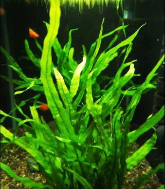 Greenpro Microsorum Pteropus Hardy Leaf Black Forest Asian Java Fern Potted Live Water Aquatic Aquarium Plants for Freshwater Fish Tank