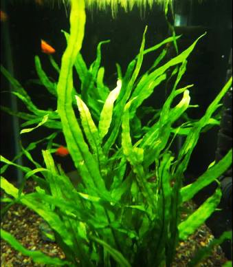 Greenpro Microsorum Pteropus Hardy Leaf Black Forest Asian Java Fern Potted Live Water Aquatic Aquarium Plants for Freshwater Fish Tank - Thumbnail 6