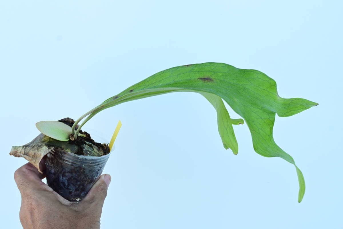 ビカクシダ トライデント　P. Trident 親株 Amazon.co.jp: P.Trident(P.Mt Lewis × P.hillii) @bikamori.com