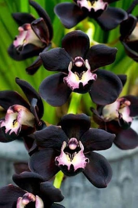 Dendrobium Orchid flower live plant (Burana black pearl) 1 Helathy Live Plant With Pot