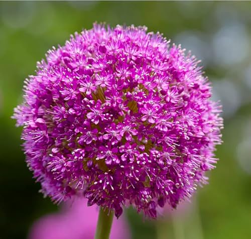 Allium Bulbs for Planting - 5 Large Bulbs - Purple Sensation Plant 30'- Allium Aflatunense...