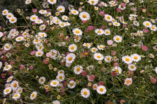 Erigeron Stallone Seeds Compact Daisy Fleabane | Long-Flowering Bee-Friendly Perennial | Ideal for Borders Rock Gardens & Containers (50 Seeds)