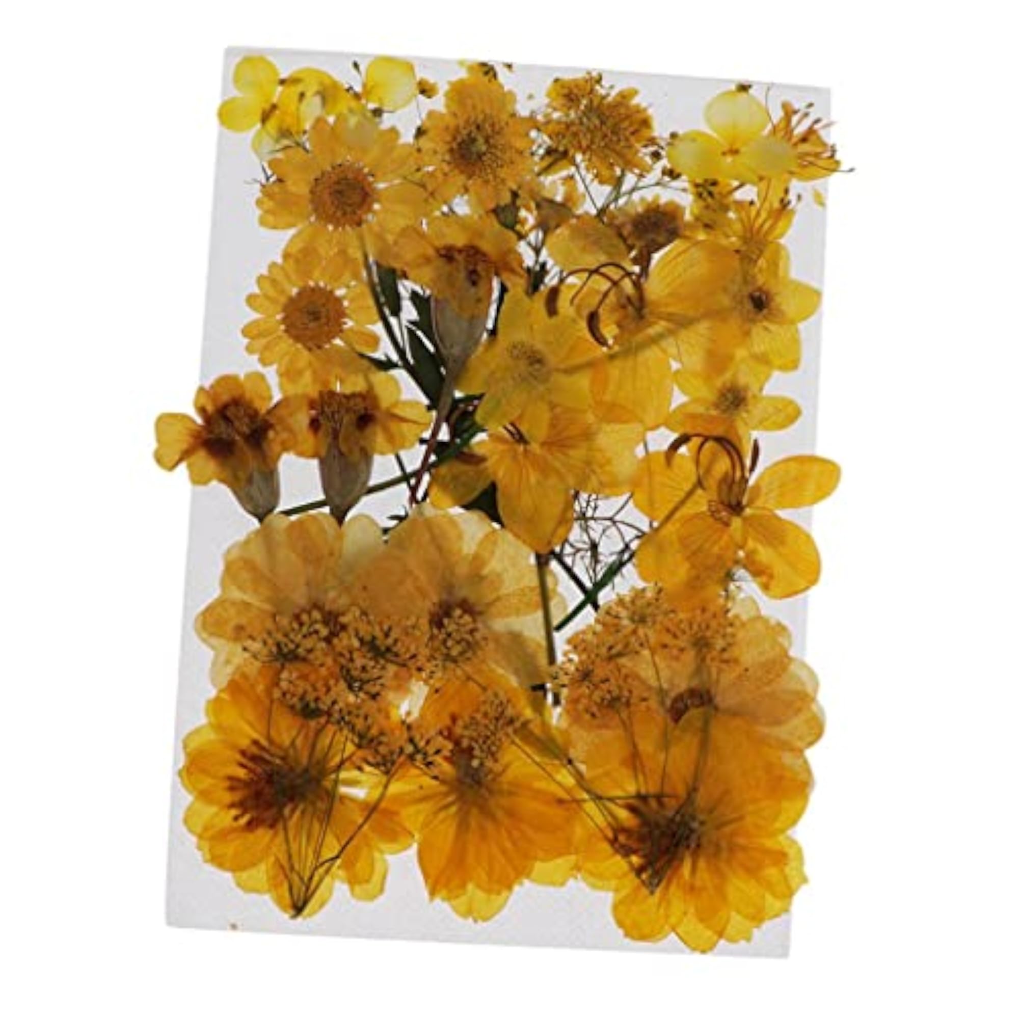 Natural Pressed Dried Flowers for Scrapbooking