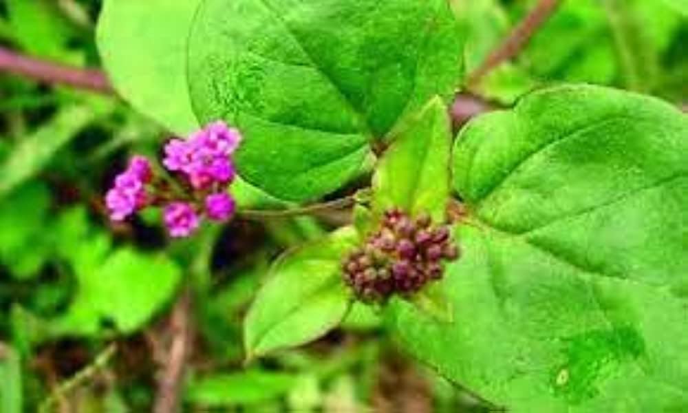 TWFAA Herbal Mukkirattai Keerai Roots Powder/மூக்கிரட்டை வேர் பொடி / Boerhavia diffusa/Atika-mamidi/Thavilama/Sanadika/Punarnava/புனர்னவா/ Gadha-purna/ - 200 gm — Amazon image 2