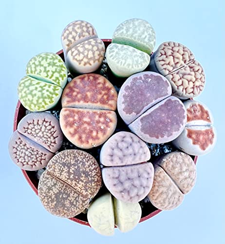 Micro Landscape Design Potted 12-15 Live Lithops Plant, Colorful Living Stones In 2.5 Inches Pot (Color Pot (10+ Colors Or Patterns)) #TOP2