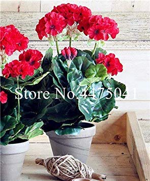 . 50 Pcs/Lot Rare Violet Géranium, Pelargonium Peltatum Géranium vivaces Plantes Fleuries rares pour Les pièces intérieures: 17