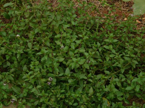 Clovers Garden Chocolate Mint Plant - Two (2) Live Plants - Not Seeds - Each 3"- 7" - In 3.5 Inch Clovers Branded Pots #TOP2