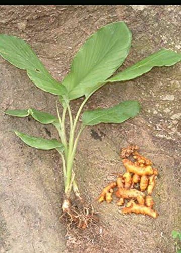 Miniatura 3 de Crecen 3 raíces de cúrcuma para uso en plantas - Cultivado en EE. UU., Zeodaria de jengibre orgánico