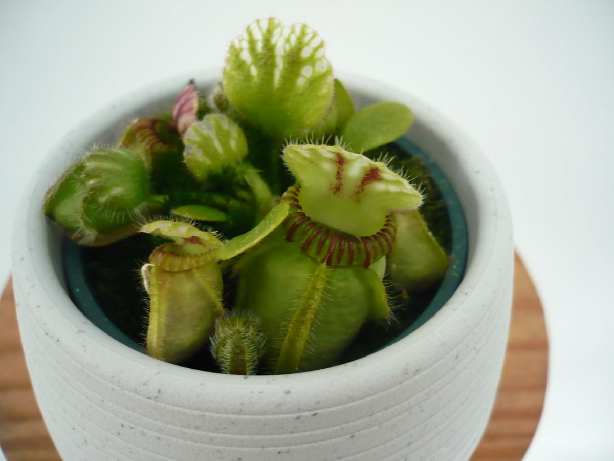 Amazon.co.jp: 2鉢 follicularis Cephalotus セファロタス 食虫植物 丸 2号 follicularis Cephalotus セファロタス その他観葉植物