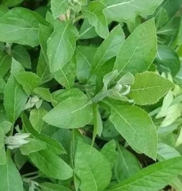 🅼🆅🅺🆁 Live Gurmar Plant | Natural Sugar Control - Diabetes Type 2 Treatment Ayurvedic Herb | Pack of 1 Plant-image-17
