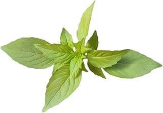 Nepeta Cataria Seeds 100+ Organic Edible Hummingbird Mint Herb Vegetables Tea Easy to Grow Plants Seeds for Planting Garden Yard Home