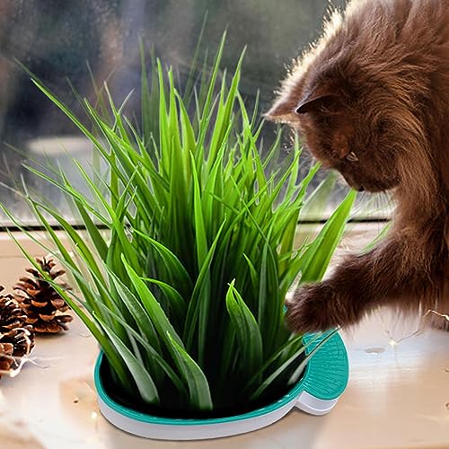 Copo de grama de gato - Kit crescente de plantador hidropônico para grama de trigo catnip | Caixa de