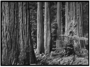 Ansel Adams - Redwood Grove Art Print LG Matted