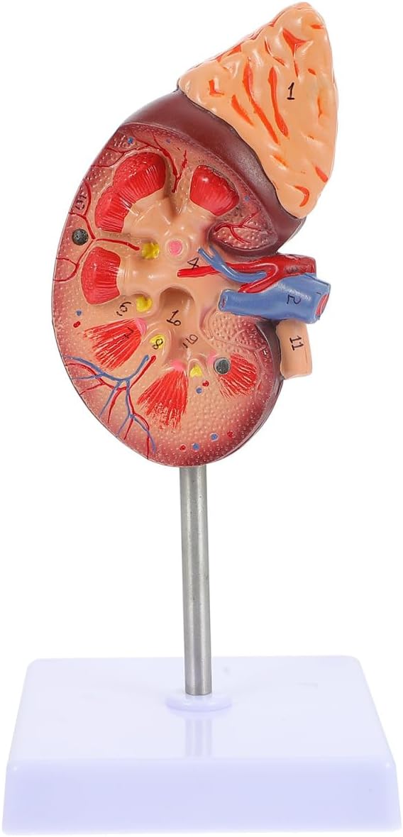 Amosfun Kidney Model Human Kidney Dissection Model Human Organs Anatomy Model Biology Demonstration Biology Class Accessory PVC Organ Model