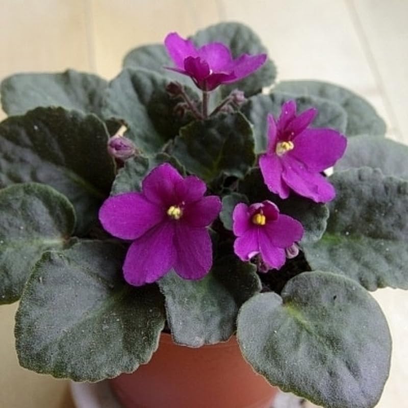 Purple African Violets Live Plants in Pots, Live African Violet Plants House Plant for Indoor Outdoor Décor, 4" Pot, Well-Rooted and Year-Round Blooming