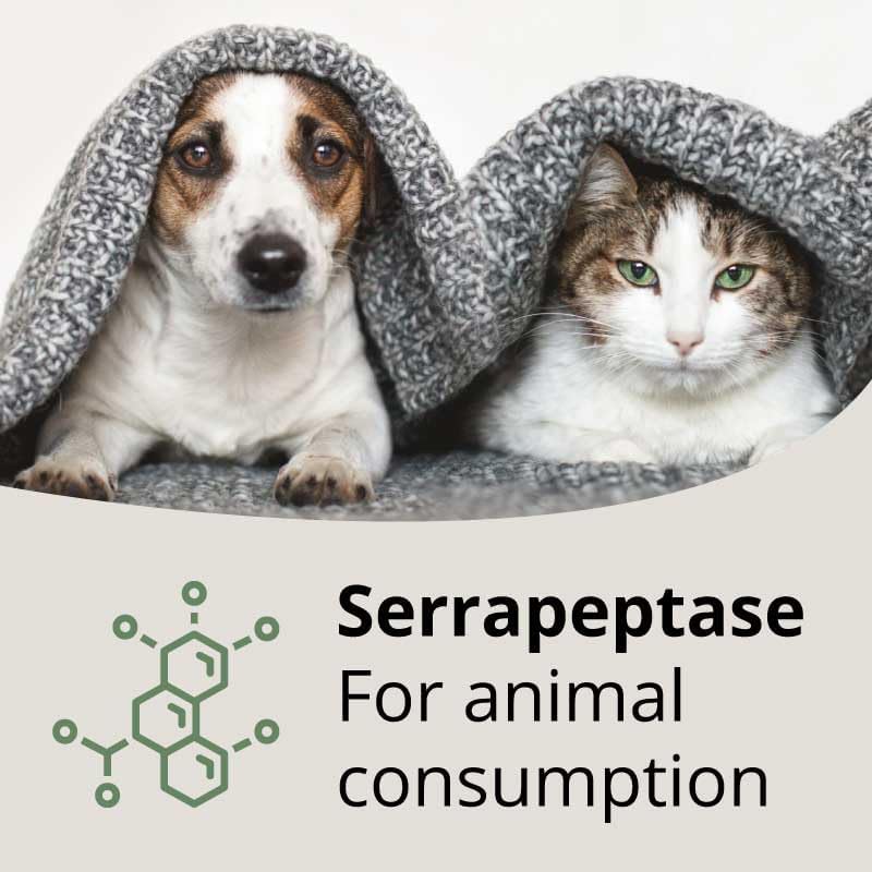Miniatura 4 de SerraEnzyme Serrapet - Suplementos enzimáticos proteolíticos para gatos y perros - 250,000 UI  90 tabletas - Buena salud naturalmente