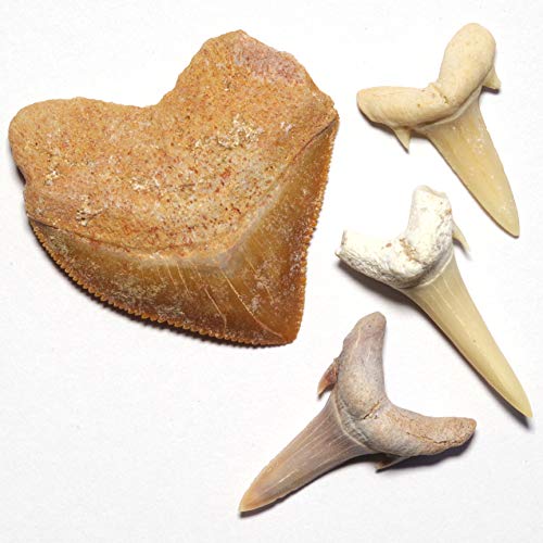 yN2 stone NaturalzVR łÑ̎L (fossil shark tooth) / W{ | (2ރZbg: XNARbNX [1] + ThV[N [3] | @n: bR Khouribga)