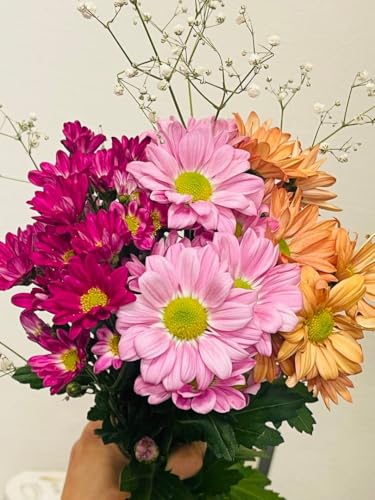 C  Xv[e ~bNX 7{ 27cm؂ ԃZbg