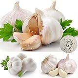 Semillas para plantar, 100 semillas de ajo para el hogar, jardín, patio, balcón, plantación de vegetales nutritivos, semillas de ajo
