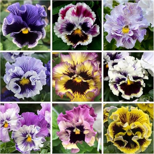 350+ Ruffle Pansy Seeds for Planting - Viola Pansy Seeds Non-GMO Heirloom Flower Seeds Attract Butterflies & Open Pollinated
