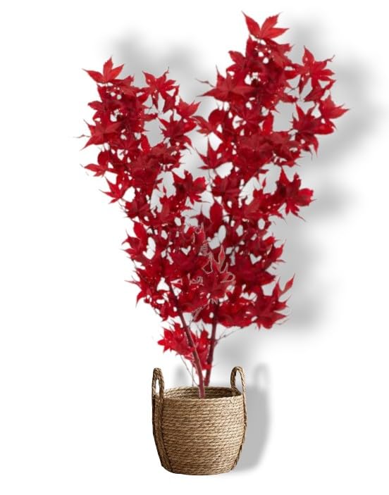 Générique Plante Stabilisée en Pot érable Rouge – Décoration Naturelle sans Entretien – Végétaux Stabilisés Durables – Plante d’Intérieur sans...