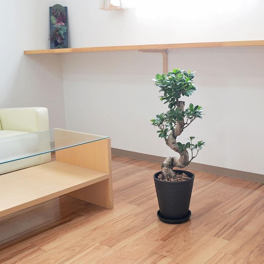 Amazon.co.jp: ガジュマル 観葉植物 曲がり 7号鉢苗 大型 盆栽 登り樹