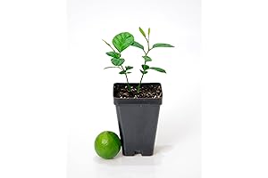 Key Lime Tree - Pot of 2 Starter Plants
