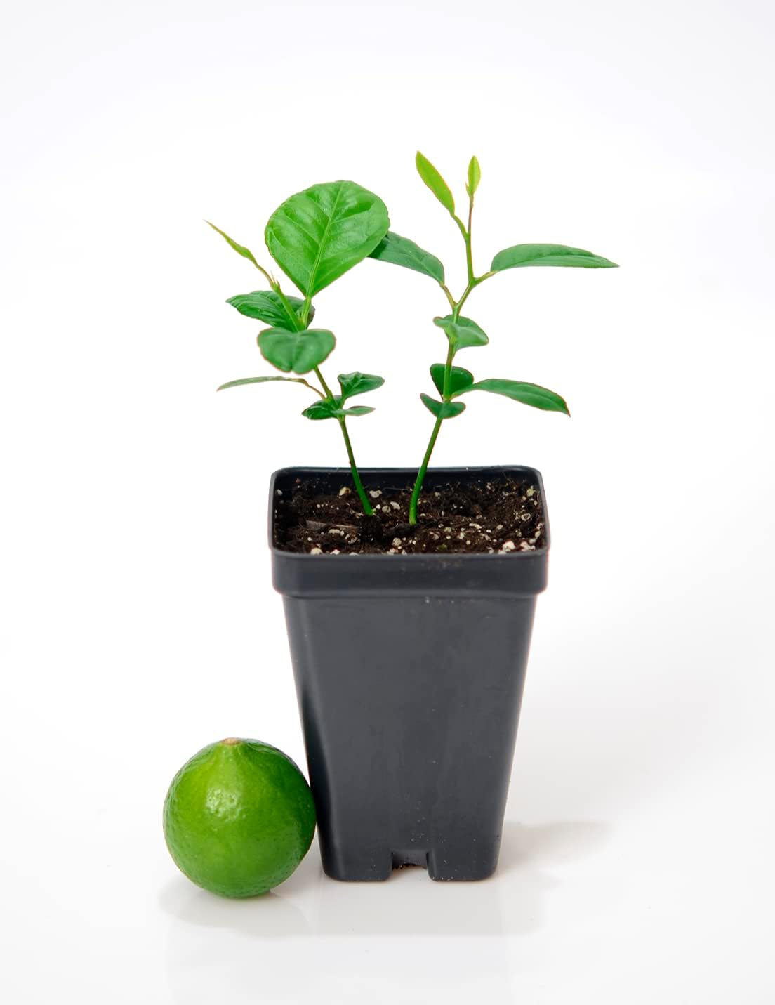 Key Lime Tree Pot of 2 Starter Plants. Citrus