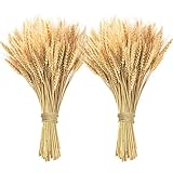 Phliofd 200 Pcs Dried Wheat Stalks, Dried Flowers 100% Natural Wheat for Home Kitchen Office Flowers Arrangement Wedding Table Christmas Farmhouse Boho Party Fall Décor (17.5 inches)