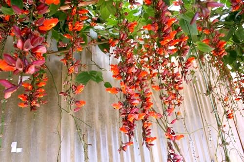Image of Basor Lata Live Flowering Plant for Outdoor Garden Balcony Terrace | Fast Growing Vine with Seasonal Blooms | Healthy Plant for Vertical Gardening and Natural Green Landscaping.