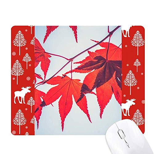 ԂJGf̗t̐A̎R̎ʐ^ NX}XX