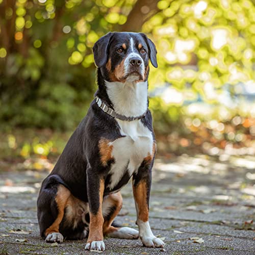 Sprenger Hundehalsband Neck-Tech Fun mit ClicLock Verschluss I Hundehalskette aus rostfreiem Edelstahl, Flache austauschbare Gliederkette, 48cm