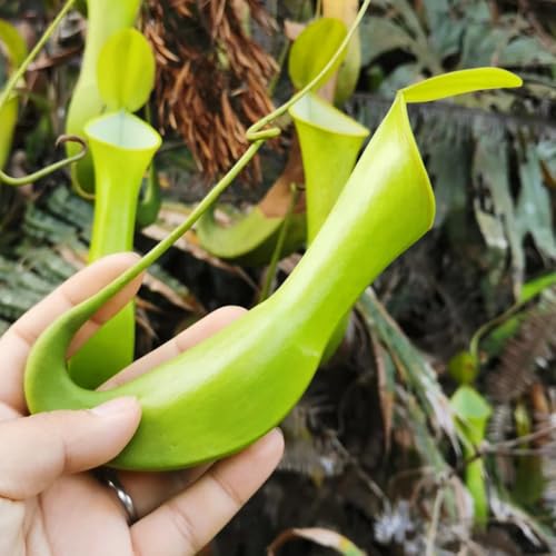 semi di nepenthes - resistenti balcone tappezzanti letto rialzato giardino 100pcs
