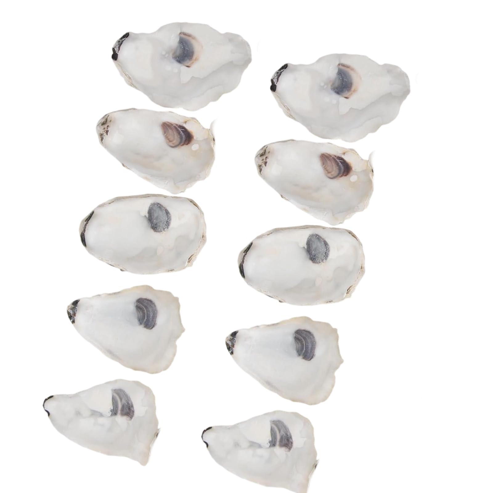 Elnwnnkc Natural Oysters Shells for Diys Crafting Christmas Ornaments Decoupage Beach Decors Concave Oysters Shells for for Home Vase Filler