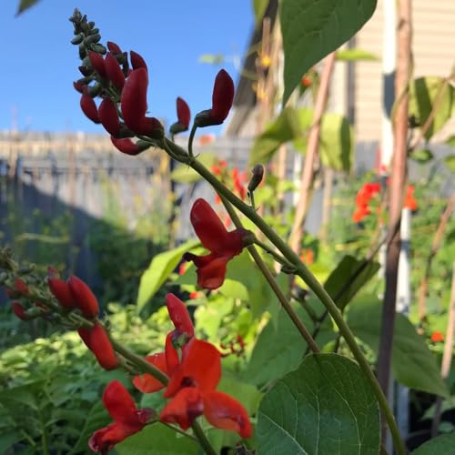 semi di fagiolo rampicante - giardino roccioso resistenti cucina balcone interno decorative 20pcs