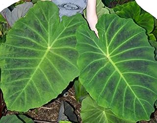 Imperial Giant Elephant Ear, Colocasia, Taro - Large, 1 Gallon Size