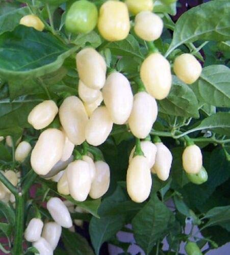 VibeX Hybrid Seeds of Hot Pepper Habanero White Chilli-300 Seeds-image-13