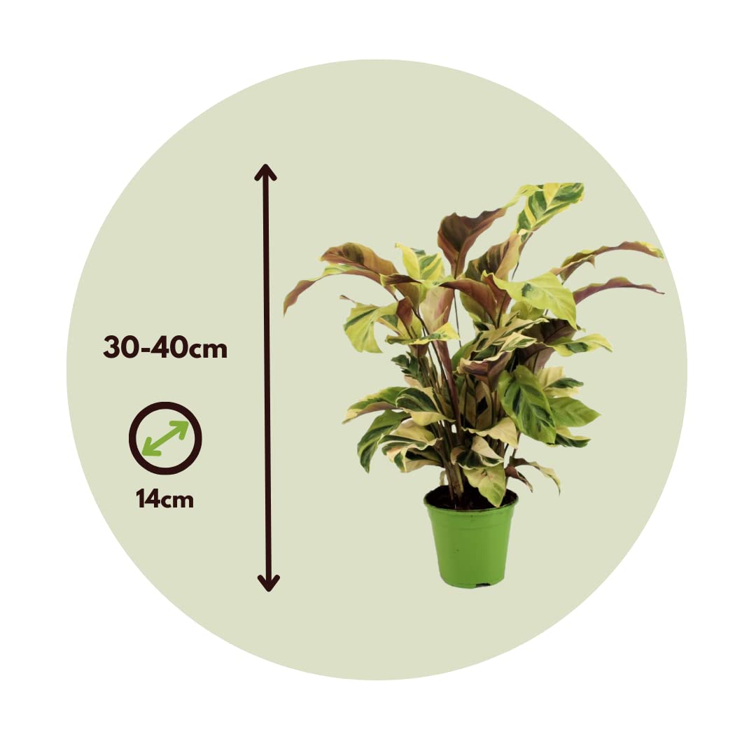 Plant in a Box - Calathea 'Fusion-Gelb' - Korbmarante - Luftreinigende  Zimmerpflanze - Schnen Blttern - Topf 14cm - Hhe 30-40cm : Amazon.de:  Garten